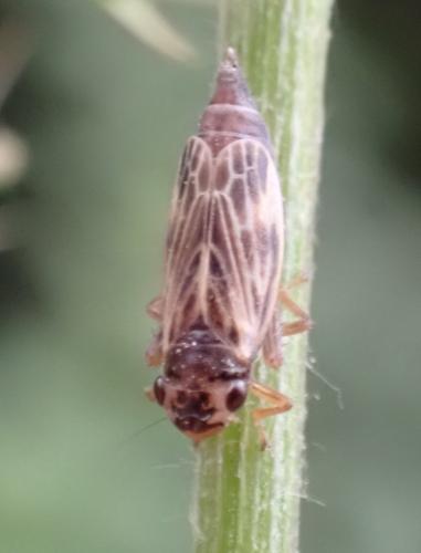 Evacanthus acuminatus